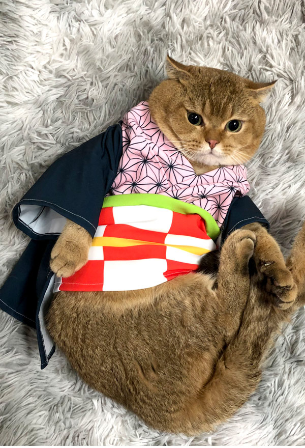 KNY red bean Hunde Katze Cosplay Kostüm Kimono Haustier Kostüm