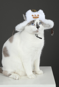 Monster Hunter Wilds Felyne Cat Cosplay Hat Plush Hat Accessory for Small Pets